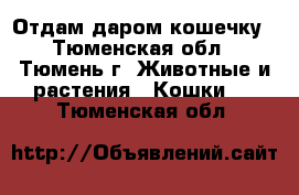 Отдам даром кошечку - Тюменская обл., Тюмень г. Животные и растения » Кошки   . Тюменская обл.